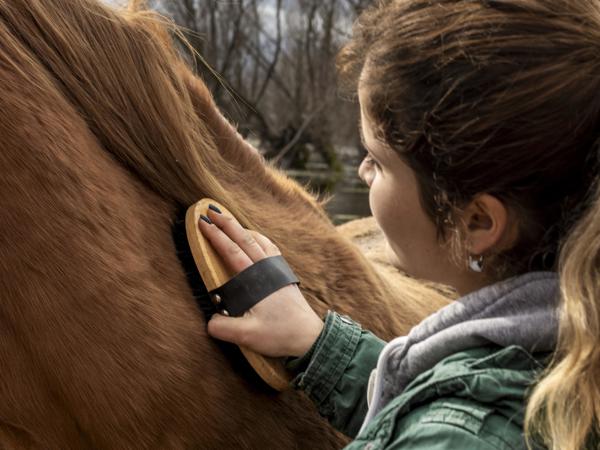 Close Up Woman Brushing Horse